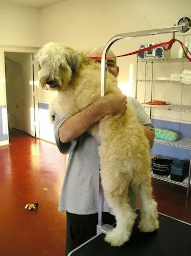 Heartland Pet Salon - Cat grooming in Thorndale