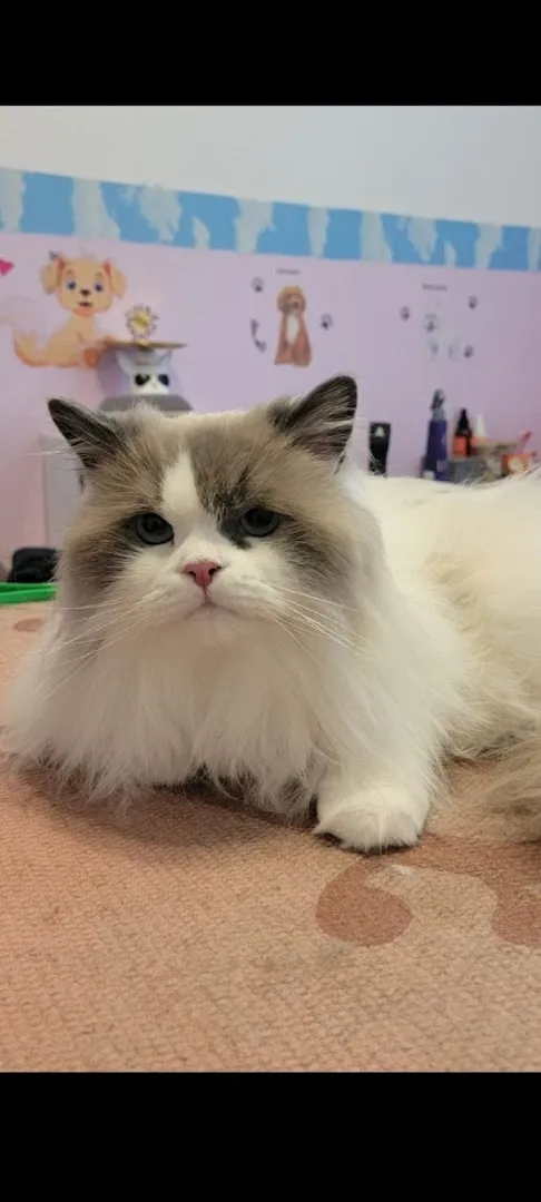 Angel Paws Cat And Dog Grooming - Cat grooming in Las Vegas