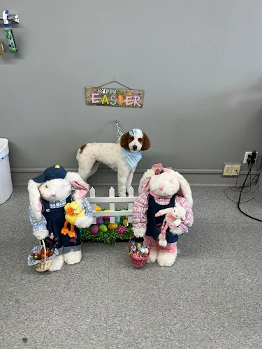 Tiffnie’s dog grooming - Cat grooming in Des Plaines