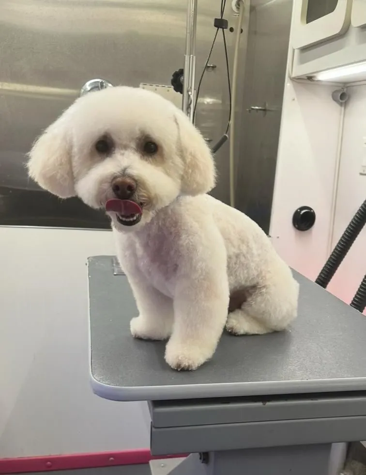 Tanya’s Mobile Grooming Houston - Mobile cat grooming in Houston, TX