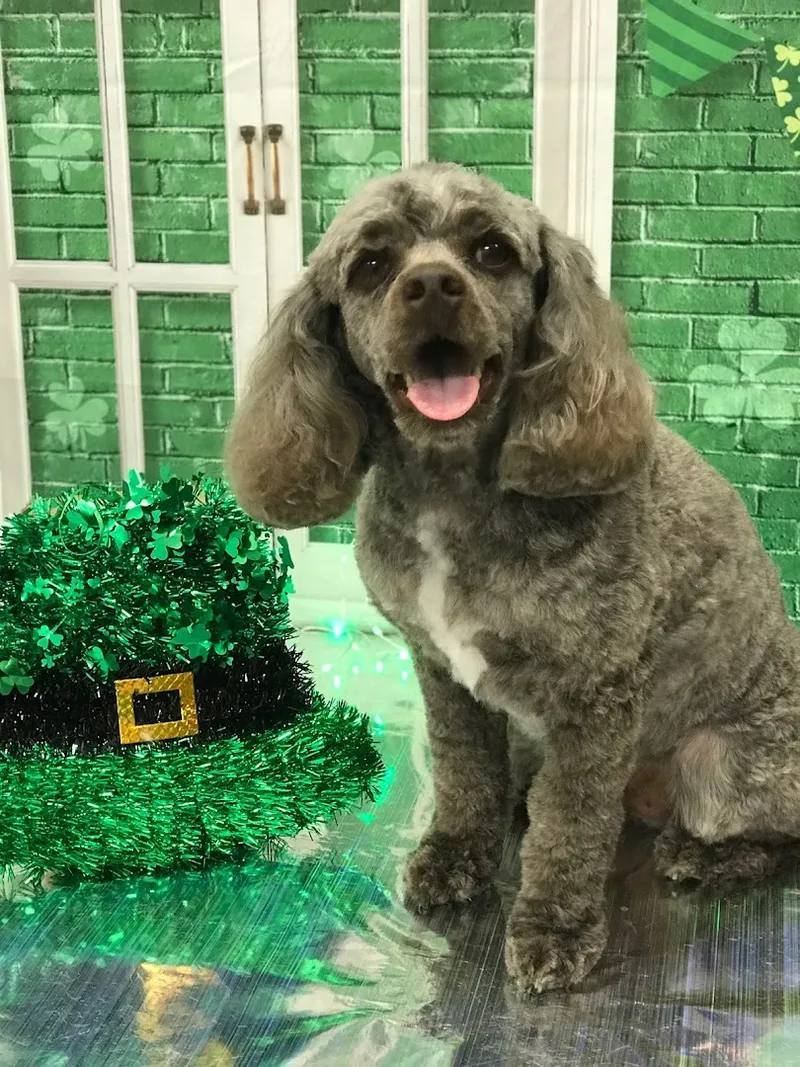 The New York Groomer - Cat grooming in Sarasota