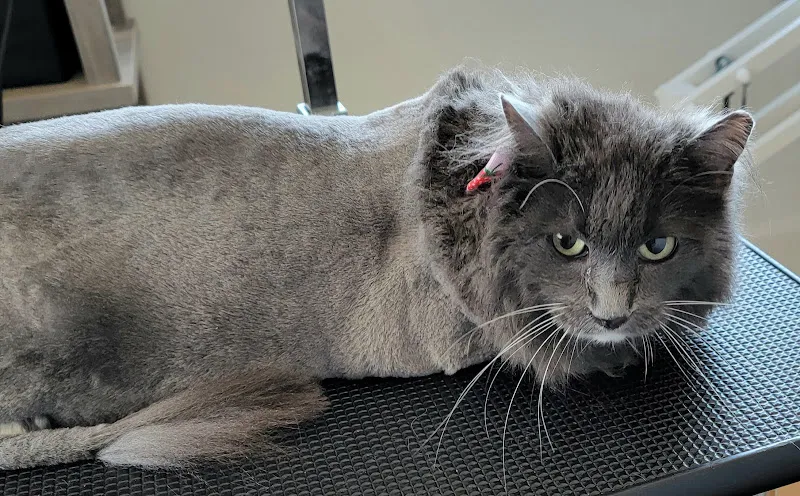 Pet Parlor - Cat grooming in Midvale
