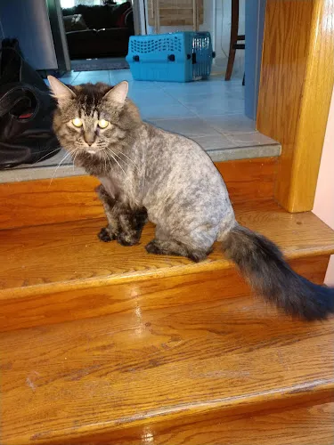 Wendy's Doghouse Inc. - Professional cat grooming in Minneapolis, MN