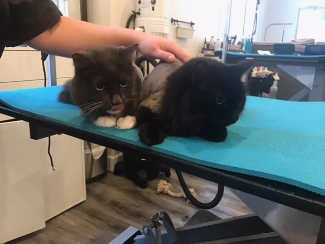 From Head to Tail Grooming Spa - Professional cat grooming in Alexandria, VA