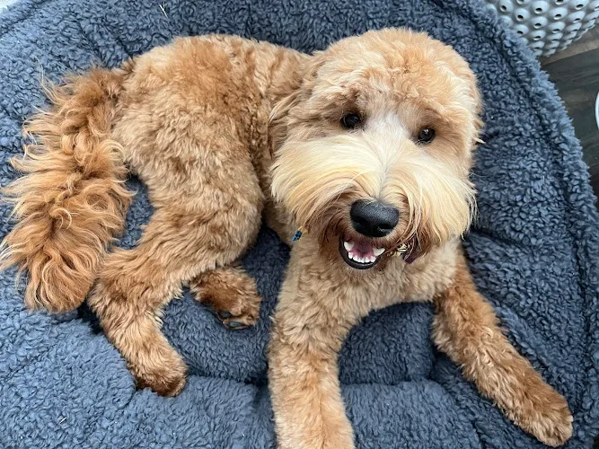 Pet Evolution - Highlands Ranch, CO - Grooming | Self-Wash | Healthy Food | Mobile Nail Trim - Mobile cat grooming in Highlands Ranch, CO