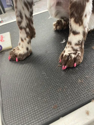 Paw Prints Grooming Spa LLC - Cat grooming in Easton