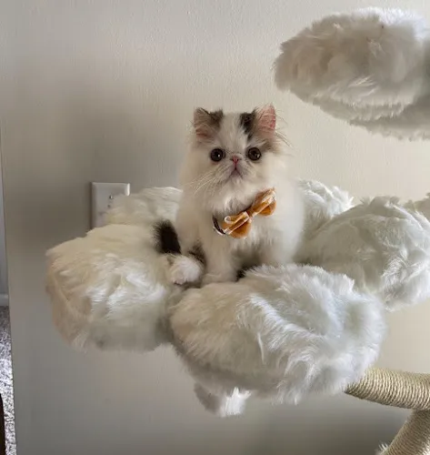Pawsh Pet Spa - Cat grooming in Roselle
