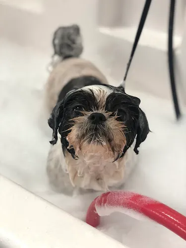 DawgyStyle Grooming - Cat grooming in Dana Point