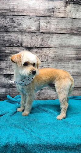 Precious Pets Day Spa - Cat grooming in Forney
