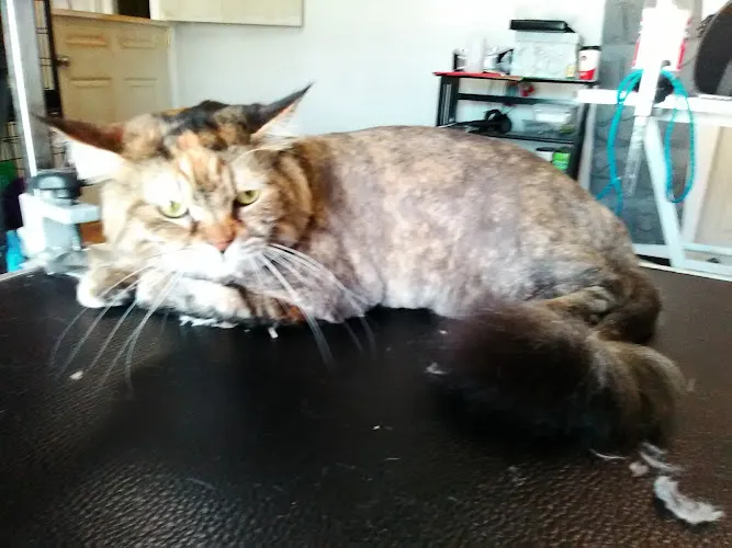 Cutright's Pet Salon - Cat grooming in Springfield