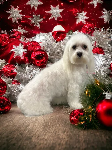 Barks-N-Bows Dog Grooming - Cat grooming in Salina