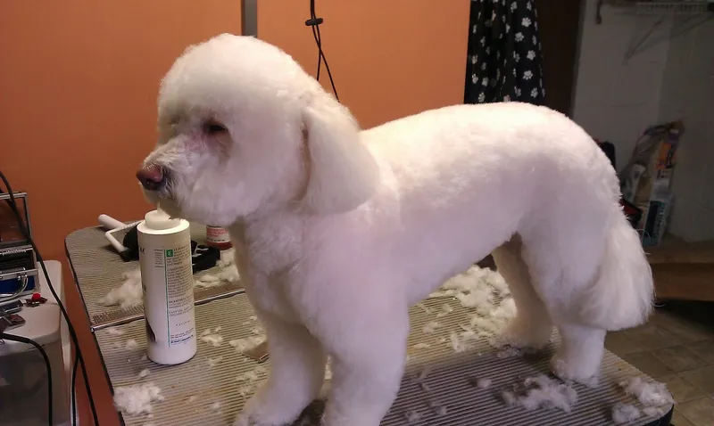 Crazy Cats Dirty Dogs Mobile Pet Grooming - Mobile cat grooming in Philadelphia, PA