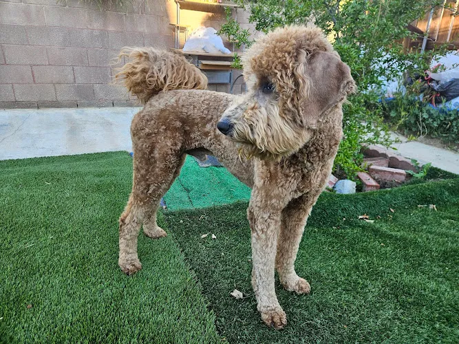 Petco Grooming - Cat grooming in Palmdale