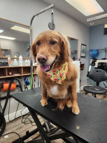 The Shaggy Dog Inc - Cat grooming in Greenacres