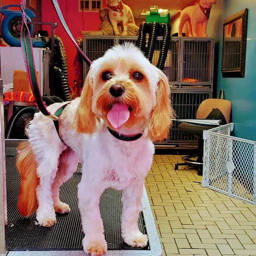 Pinkyblue pet grooming salon - Professional cat grooming in Yonkers, NY