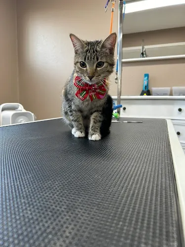 OC Pet Grooming (Dog/Cat) - Cat grooming in La Habra