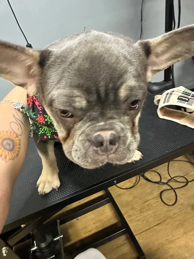 Debbie's Little Grooming - Professional cat grooming in San Antonio, TX