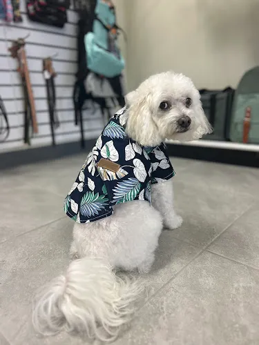 Petit Poodle Pet Boutique - Cat grooming in Ocala
