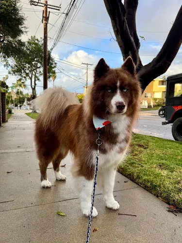 Woof Gang Bakery & Grooming South Redondo - Professional cat grooming in Redondo Beach, CA