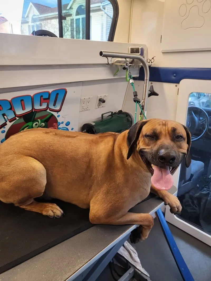 Roco Mobile Pet Spa - Cat grooming in Paterson