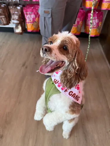Woof Gang Bakery & Grooming Peninsula Marketplace - Cat grooming in Huntington Beach