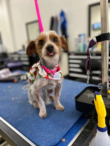 The Canine Co. - Cat grooming in San Antonio