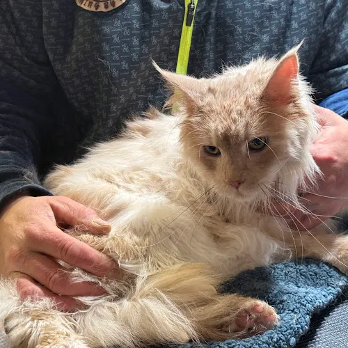 All Furred Up Wellness & Pet Spa, LLC - Professional cat grooming in Calais, ME