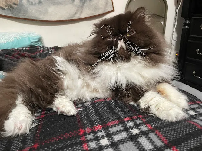 Pet House & Spa - Cat grooming in Menifee