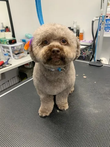 Ruff Edges Salon - Professional cat grooming in Jacksonville Beach, FL