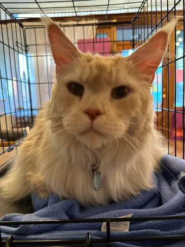 Pretty Pawz - Cat grooming in Houghton Lake