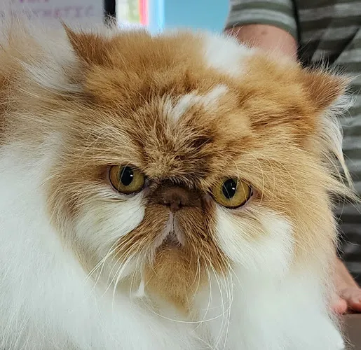 Alexandria's Grooming - Professional cat grooming in Fort Lauderdale, FL