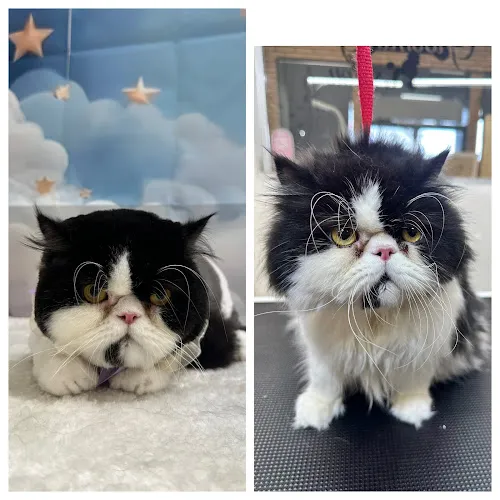 PetJoy in LA - Cat grooming in Los Angeles