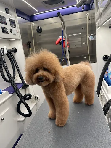 K9 Grooming - Mobile Pet Salon and Spa Los Angeles - Cat grooming in Los Angeles