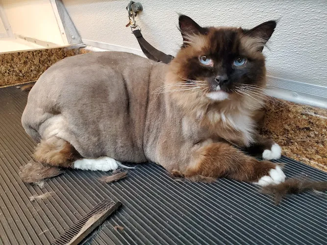 Furry Furends Mobile Grooming - Cat grooming in Castle Rock