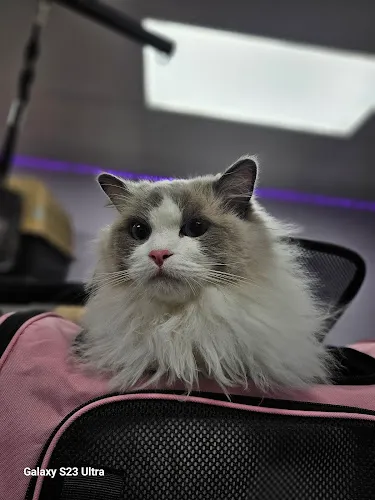 Julie's Groom Room - Cat grooming in Boca Raton