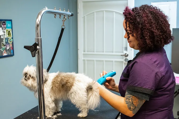 The Soggy Doggy - Cat grooming in Federal Way