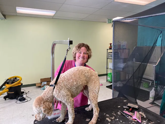 KC Clips - Cat grooming in Riverton