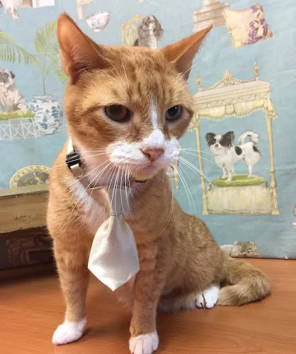 V.I.P. Pets Salon - Cat grooming in Pembroke Pines