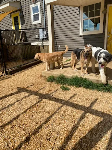 Prestigious Pets Salon & Pet Hotel - Cat grooming in Vinemont