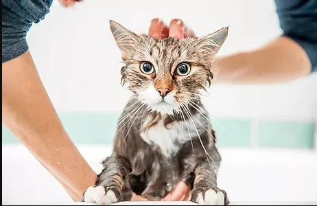 Love & Lavish Pet Spa - Professional cat grooming in McKinleyville, CA
