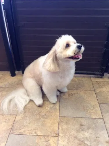 The Pet Palace - Cat grooming in San Clemente