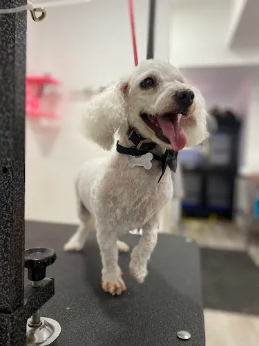 Barking beauties - Professional cat grooming in Huntington Park, CA