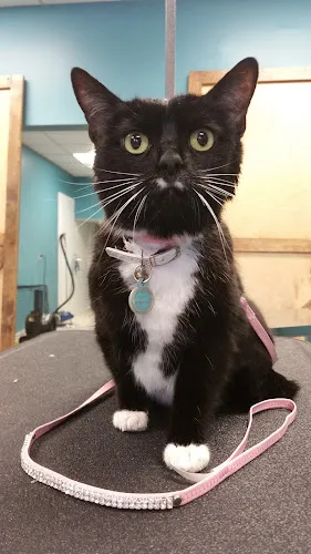 Country Paws Grooming - Cat grooming in Canonsburg