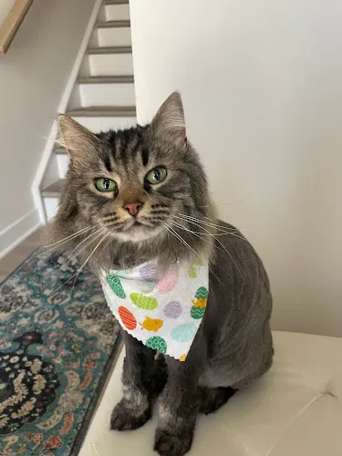 A Pawsitive Vibe Grooming - Cat grooming in Concord