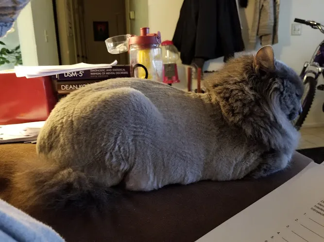 RCD Pet Spa - Mobile cat grooming in Lancaster, CA