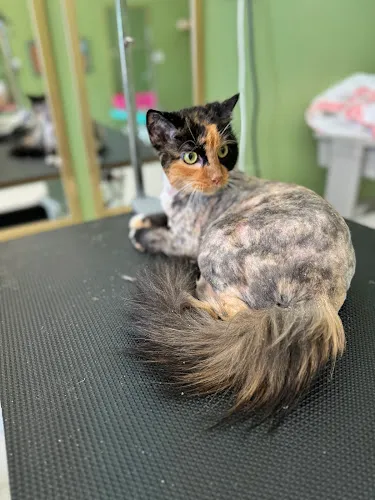Peace Love Lather pet spa - Professional cat grooming in Buford, GA