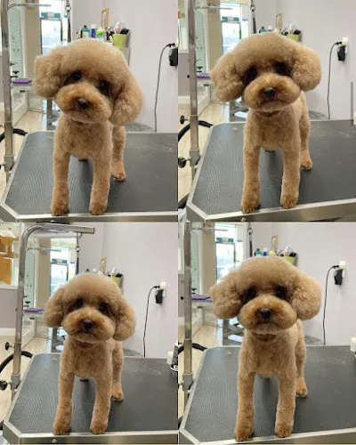 A+ Pet & Grooming - Professional cat grooming in West Covina, CA