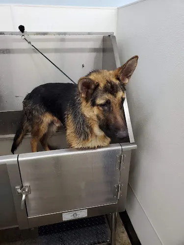 U-Wash Doggie - Cat grooming in Santa Clarita
