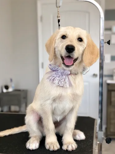 ModernAve Pet Parlor - Cat grooming in Spokane