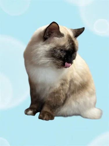 Pampered Paw Spa - Cat grooming in Providence Forge